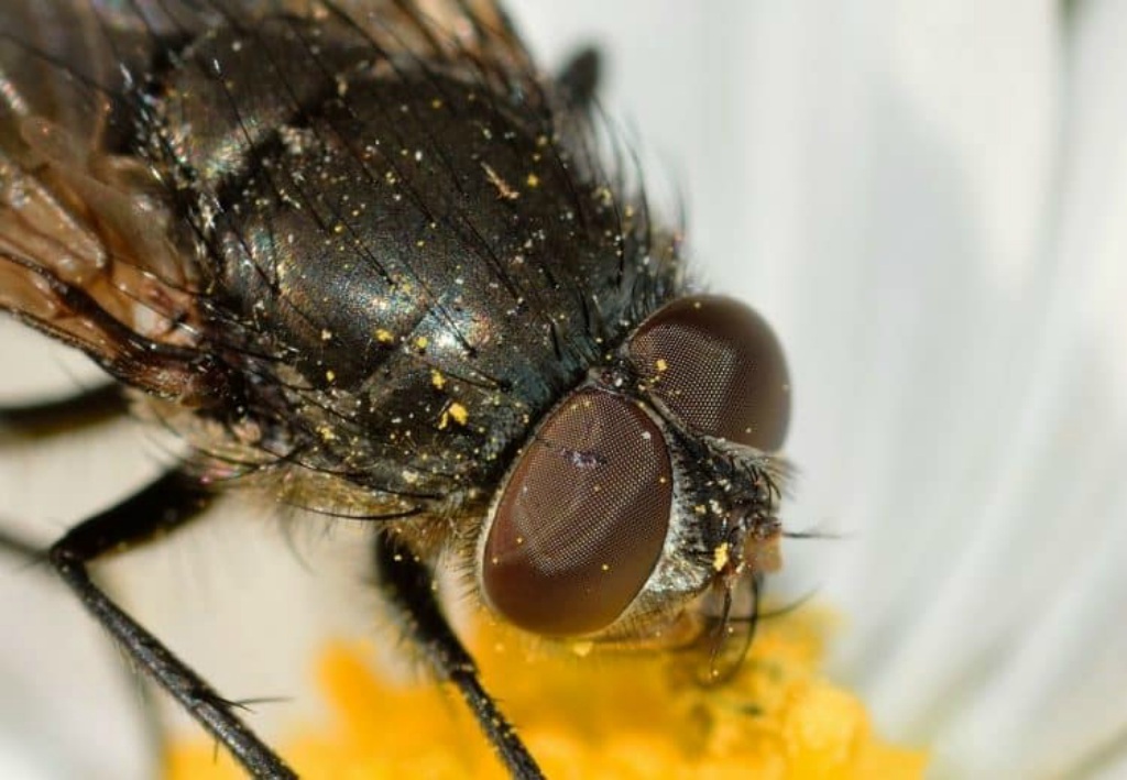 Las moscas: ¿vectores de enfermedades o agentes polinizadores?