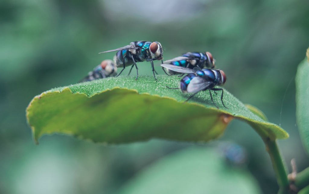 Las moscas: ¿vectores de enfermedades o agentes polinizadores?