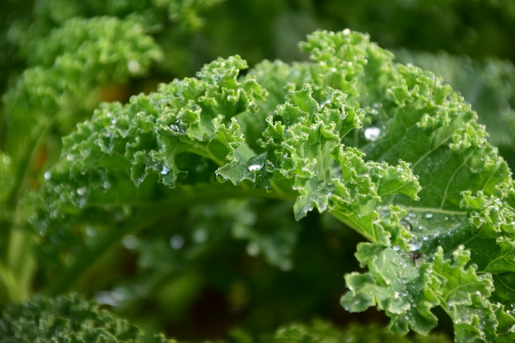Kale: el superalimento de moda gracias a sus propiedades saludables