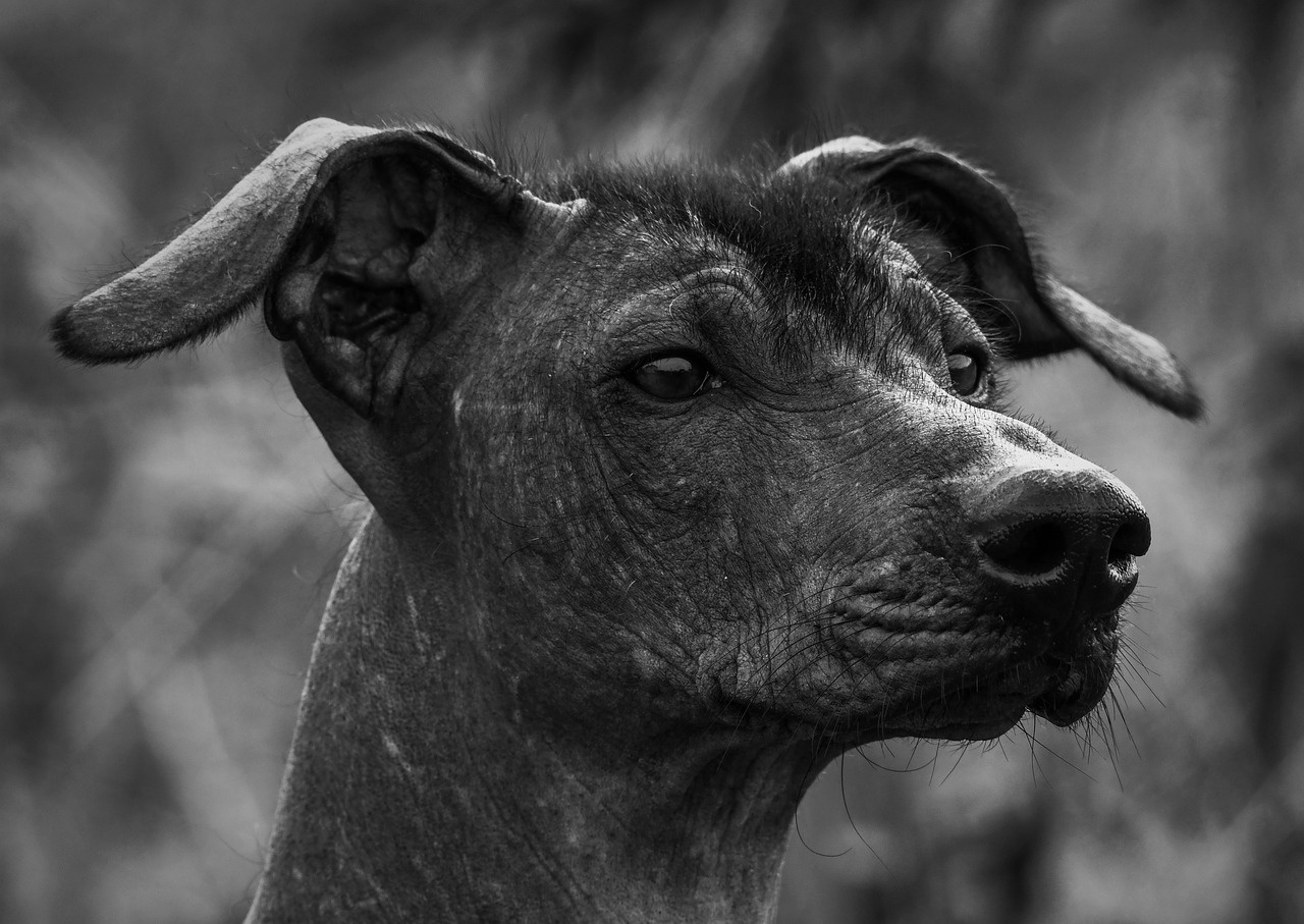 Propósitos perrunos de año nuevo Dog Canine Xoloitzcuintle Pet - Anders_Mejlvang / Pixabay
