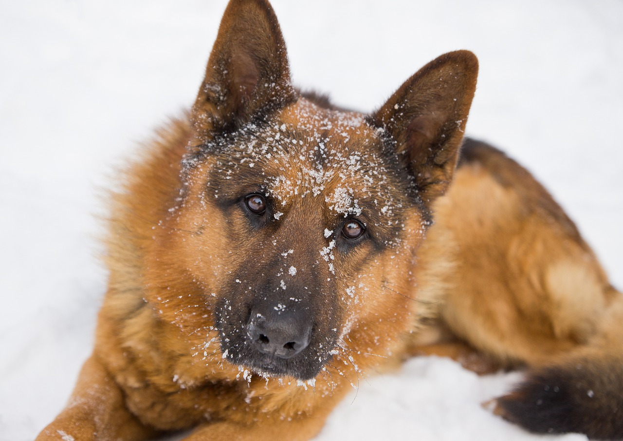German Shepherd Dog Snow Head Pet  - bixusas / Pixabay